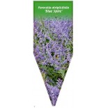 perovskia-atriplicifolia-blue-spire-0