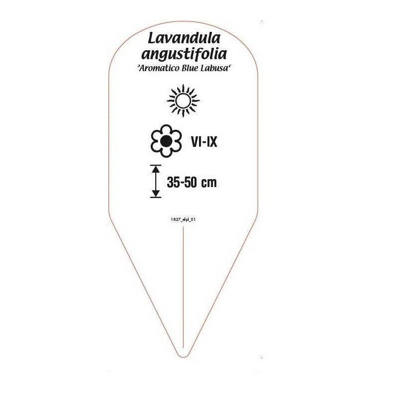 lavandula-angustifolia-aromatico-blue-labusa-1