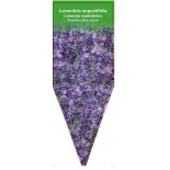 lavandula-angustifolia-aromatico-blue-labusa-0