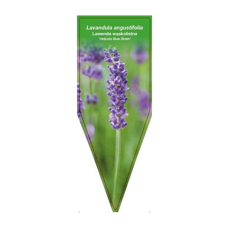 lavandula-angustifolia-hidcote-blue-strain-0