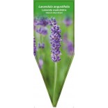 lavandula-angustifolia-hidcote-blue-strain-0