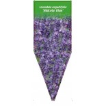 lavandula-angustifolia-hidcote-blue-b0