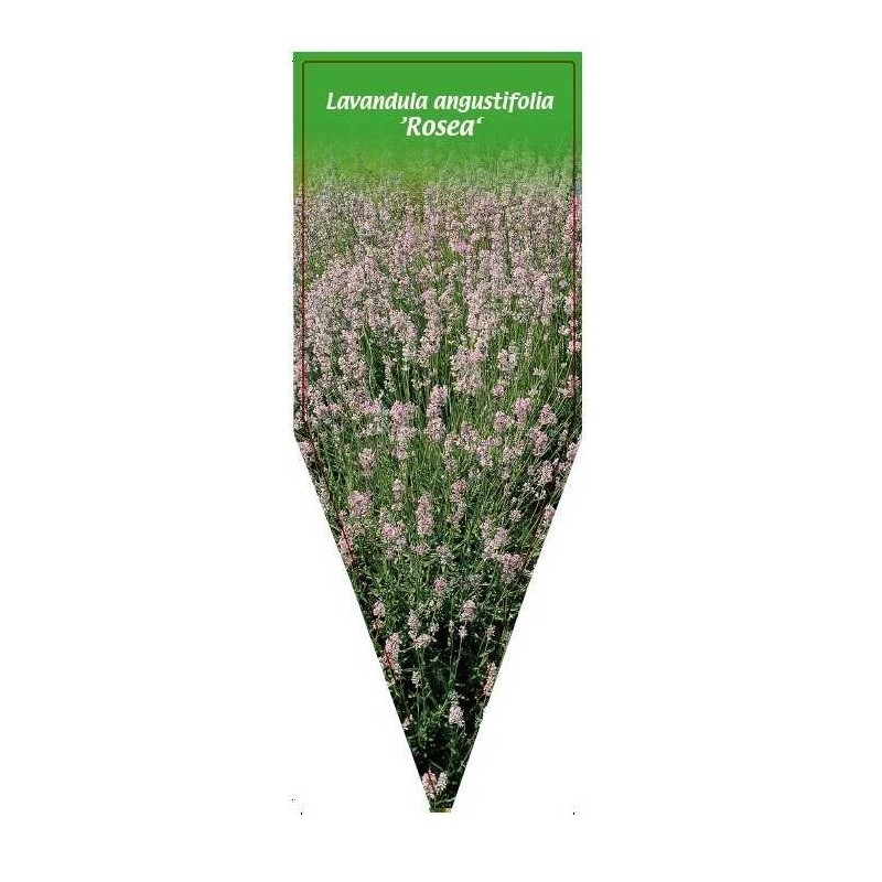 lavandula-angustifolia-rosea-0
