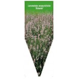 lavandula-angustifolia-rosea-0