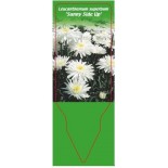 leucanthemum-superbum-sunny-side-up-0