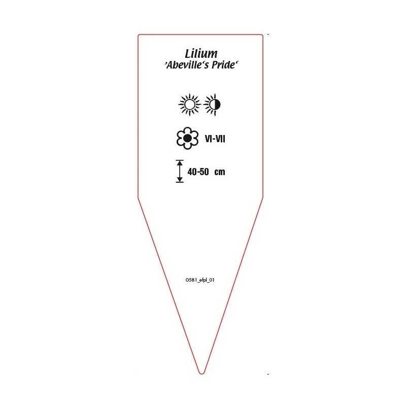 lilium-abeville-s-pride-1