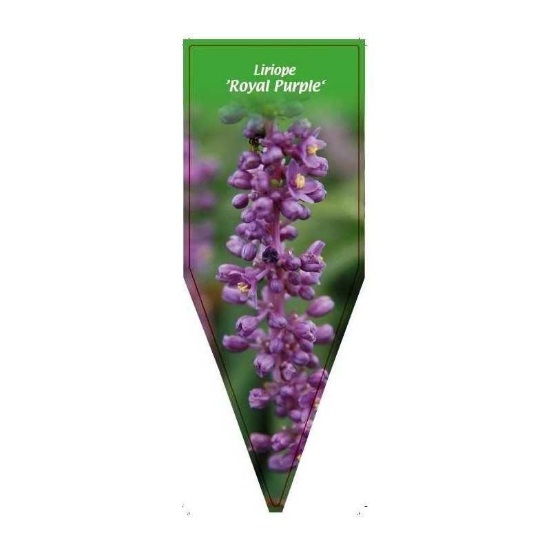 liriope-royal-purple-0