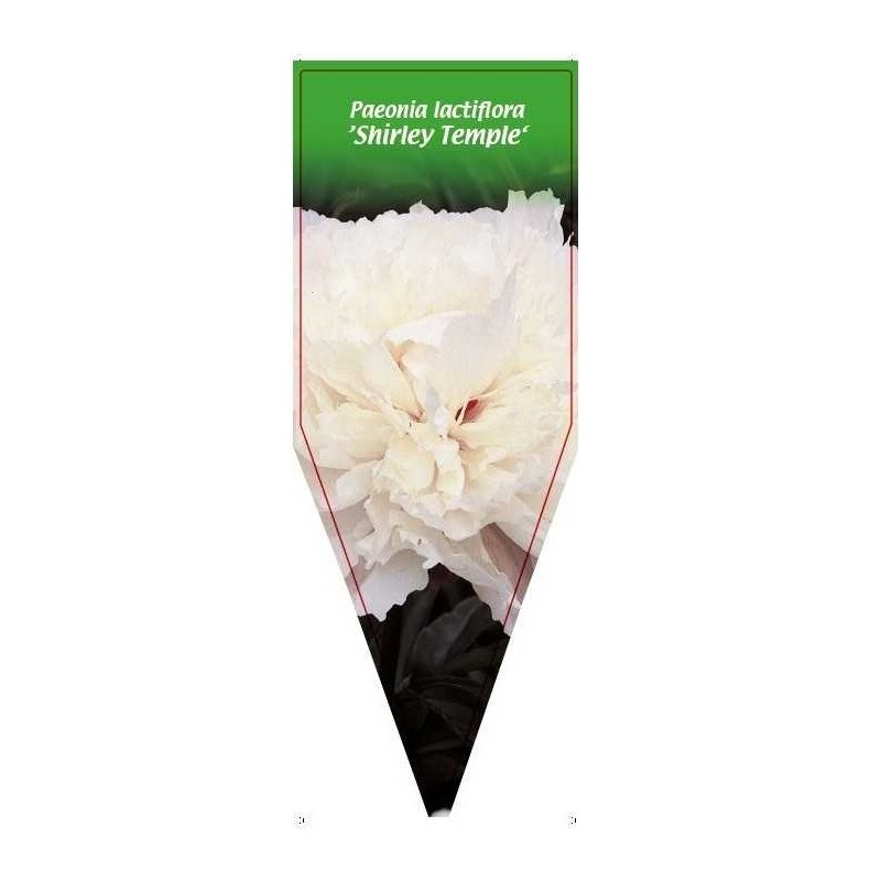 paeonia-lactiflora-shirley-temple-0