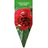 paeonia-lactiflora-red-magic-b0