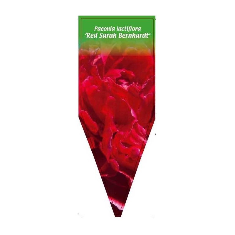 paeonia-lactiflora-red-sarah-bernhardt-0