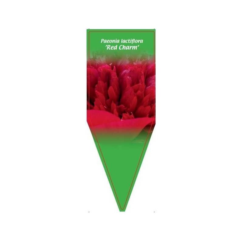 paeonia-lactiflora-red-charm-0