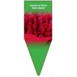 paeonia-lactiflora-red-charm-0