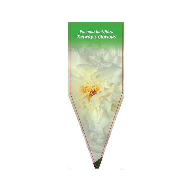 paeonia-lactiflora-kelway-s-glorious-0