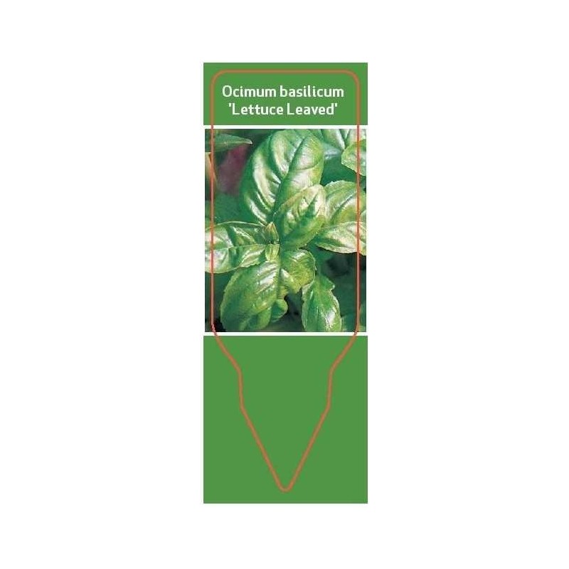 ocimum-basilicum-lettuce-leaved-0