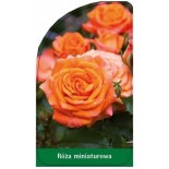 roza-miniaturowa-m10