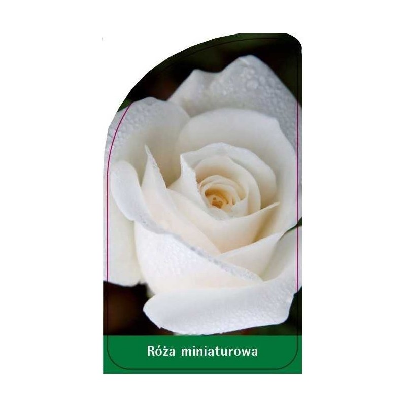 roza-miniaturowa-m20