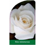 roza-miniaturowa-m20