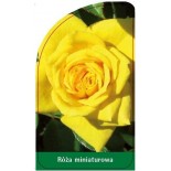 roza-miniaturowa-m30