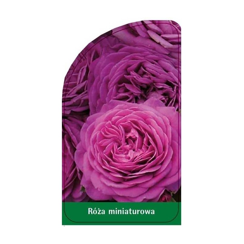 roza-miniaturowa-m40