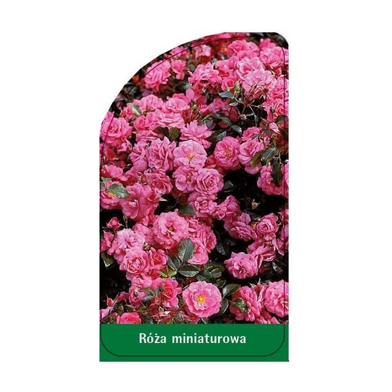 roza-miniaturowa-m50