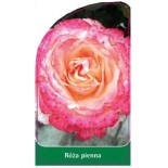 roza-pienna-pa140