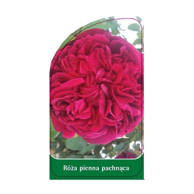 roza-pienna-pachnaca-pa10