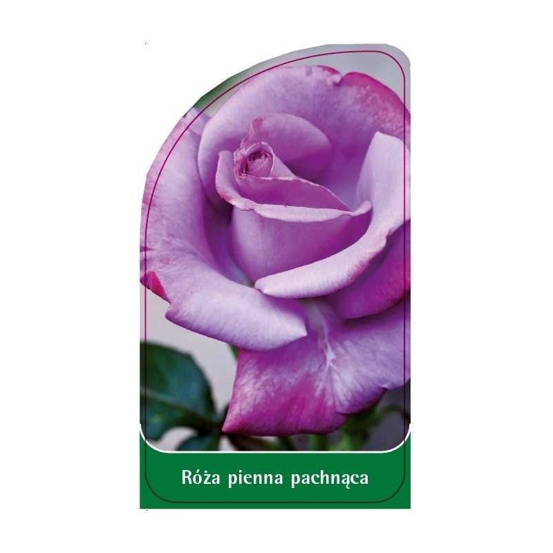 roza-pienna-pachnaca-pa20