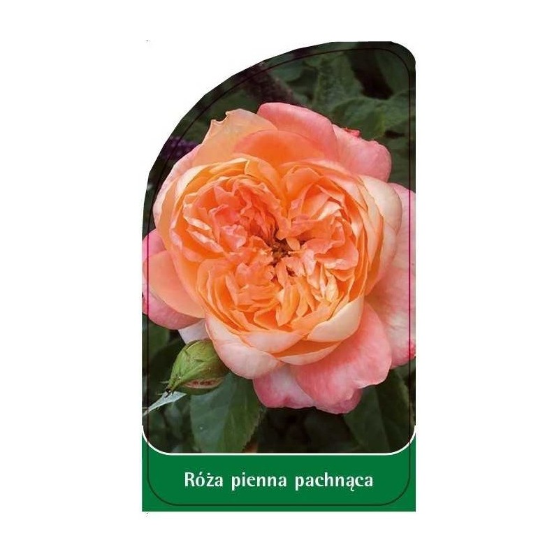 roza-pienna-pachnaca-pa30