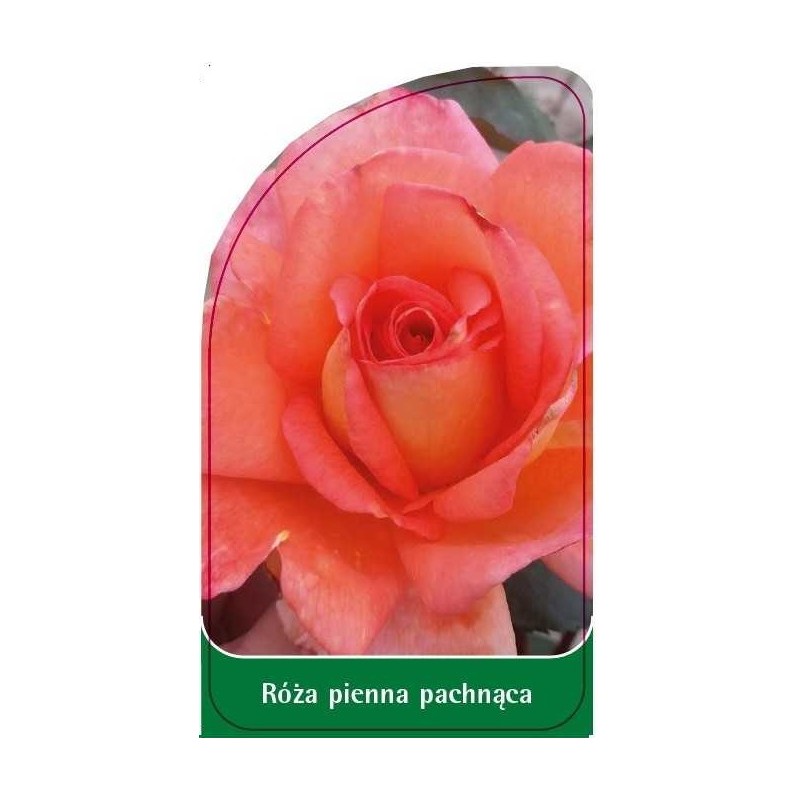 roza-pienna-pachnaca-pa50