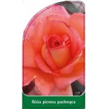 roza-pienna-pachnaca-pa50