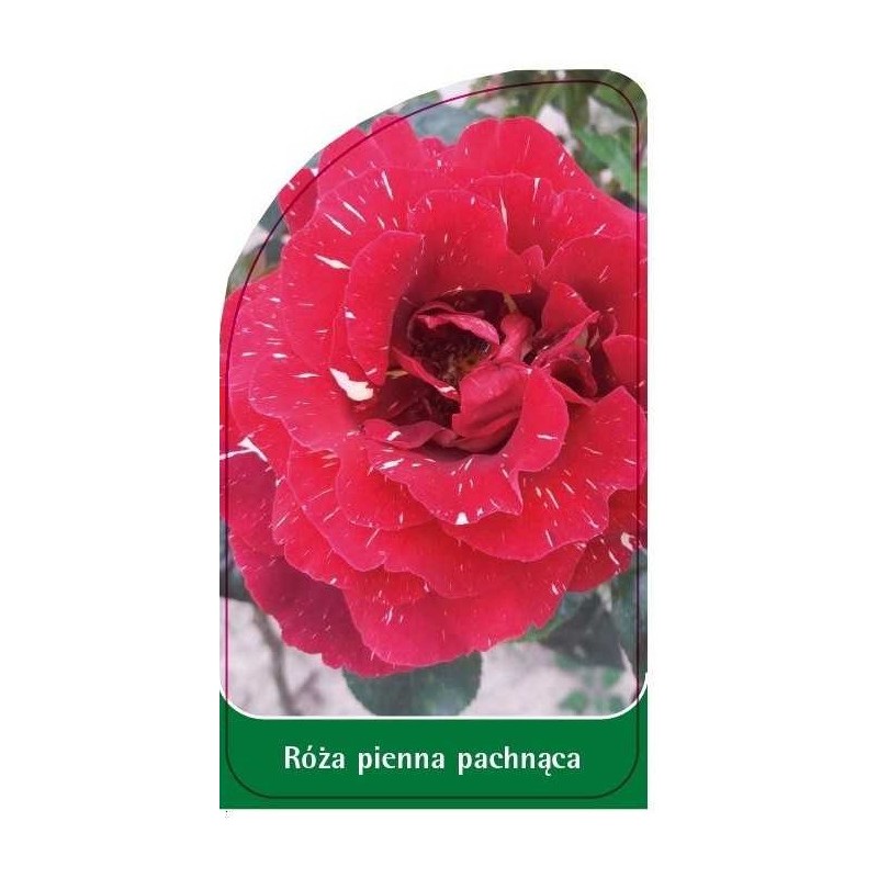 roza-pienna-pachnaca-pa60
