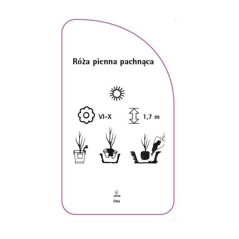 roza-pienna-pachnaca-pa61