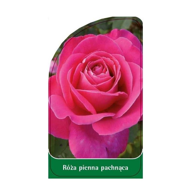 roza-pienna-pachnaca-pa70