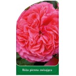roza-pienna-zwisajaca-pa80