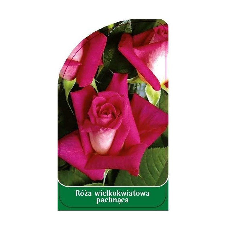 roza-wielkokwiatowa-pachnaca-w90