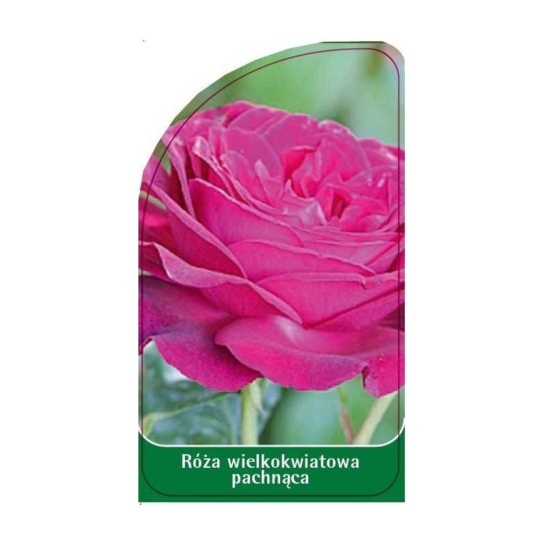 roza-wielkokwiatowa-pachnaca-w60
