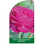 roza-wielkokwiatowa-pachnaca-w60