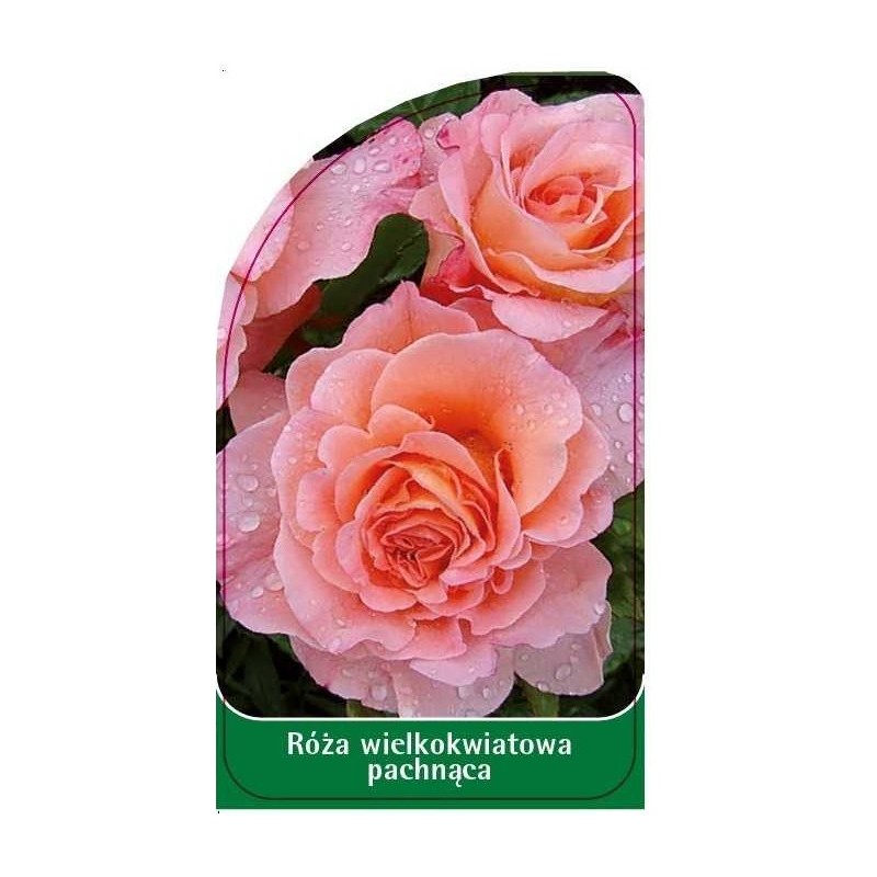 roza-wielkokwiatowa-pachnaca-w50