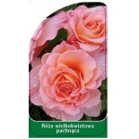 roza-wielkokwiatowa-pachnaca-w50