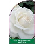 roza-wielkokwiatowa-pachnaca-w210
