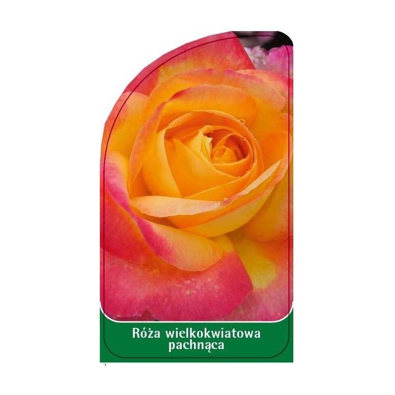 roza-wielkokwiatowa-pachnaca-w110