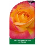 roza-wielkokwiatowa-pachnaca-w110