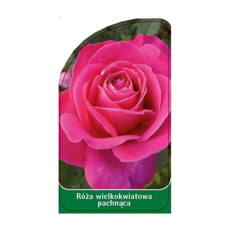 roza-wielkokwiatowa-pachnaca-w120