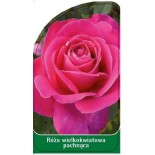 roza-wielkokwiatowa-pachnaca-w120