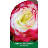 roza-wielkokwiatowa-pachnaca-w200