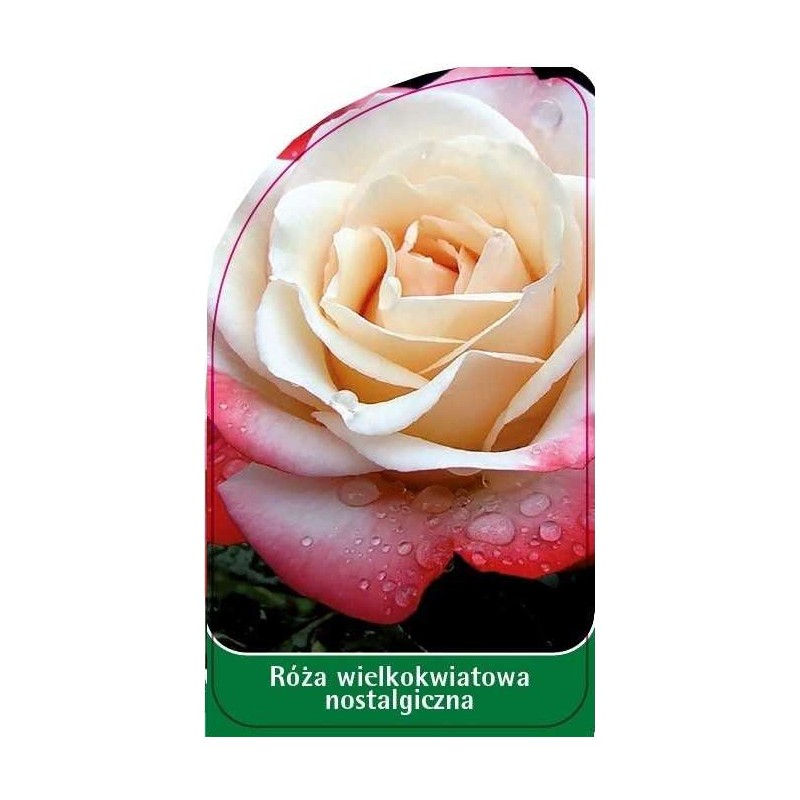 roza-wielkokwiatowa-nostalgiczna-w140