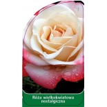 roza-wielkokwiatowa-nostalgiczna-w140