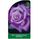 roza-wielkokwiatowa-pachnaca-w100