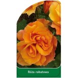 roza-rabatowa-r91