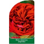 roza-rabatowa-angielska-r60
